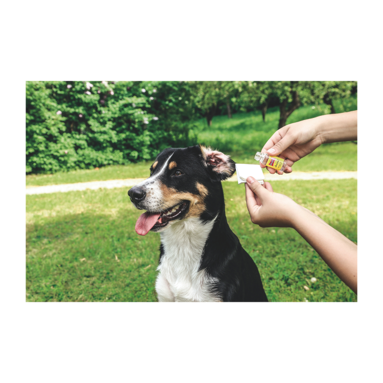 ballistol-animal-czyszczenie-uszu-psa-pielegnacja-olejem
